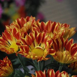 菊