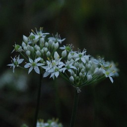 白い花
