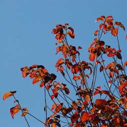 紅葉