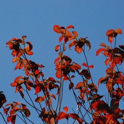 紅葉