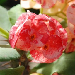 花キリン