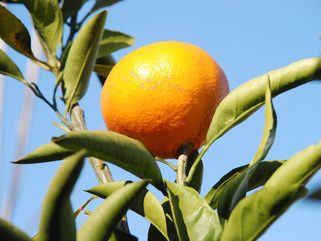 ʌssE~J - ԁi12Bej - ʐ^f - ݃{