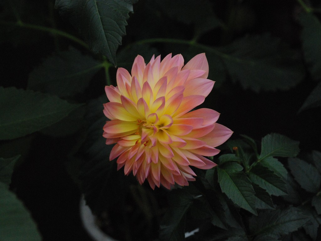 ʌssE_A - ԁi11Bej - ʐ^f - ݃{