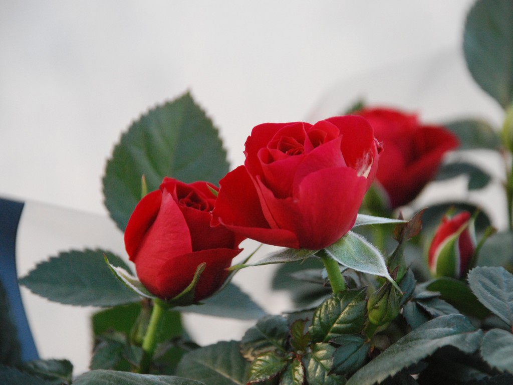 ʌssE~jo - ԁi12Bej - ʐ^f - ݃{