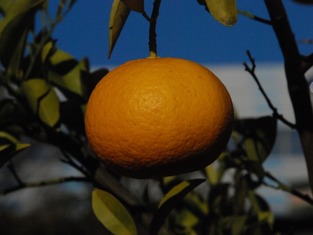 ʌssE~J - ԁi12Bej - ʐ^f - ݃{