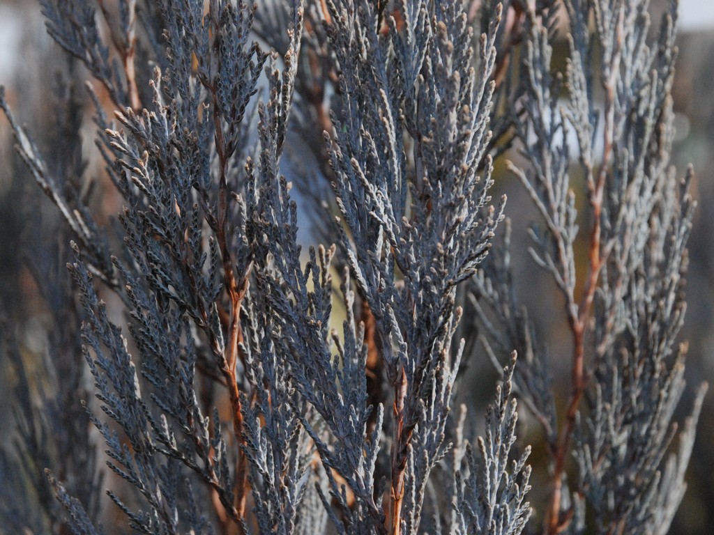 ʌssERjt@[ - ԁi1Bej - ʐ^f - ݃{