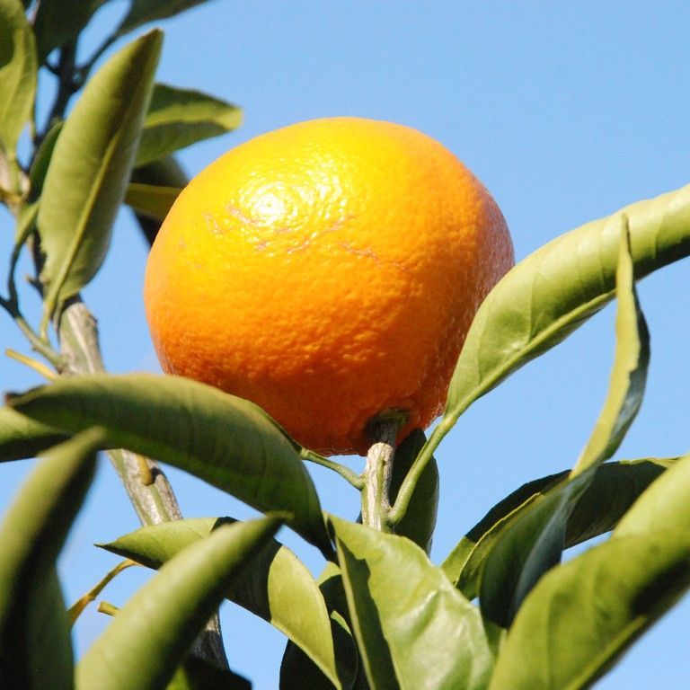 ʌssE~J - ԁi12Bej - ʐ^f - ݃{