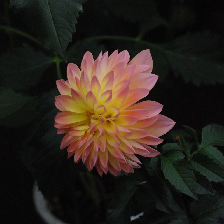ʌssE_A - ԁi11Bej - ʐ^f - ݃{