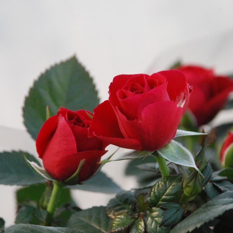 ʌssE~jo - ԁi12Bej - ʐ^f - ݃{
