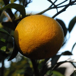 甘夏柑
