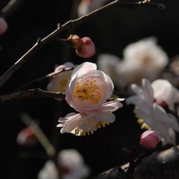 梅