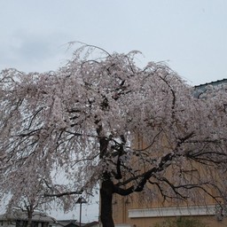 桜
