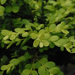 木
