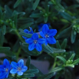 深山ホタルカズラ