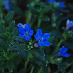 深山ホタルカズラ
