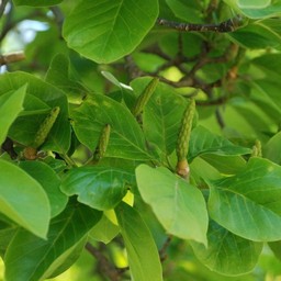 木