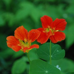 金蓮花