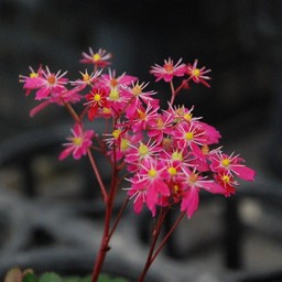 紅花大文字草