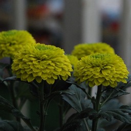 ポンポン菊