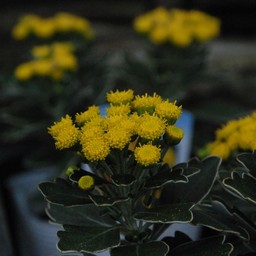 磯菊