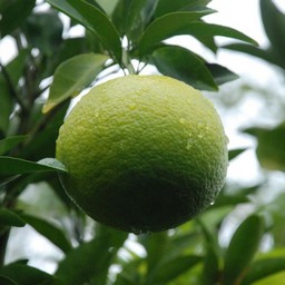 甘夏みかん