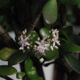 花月