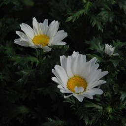 クリサンセマム
