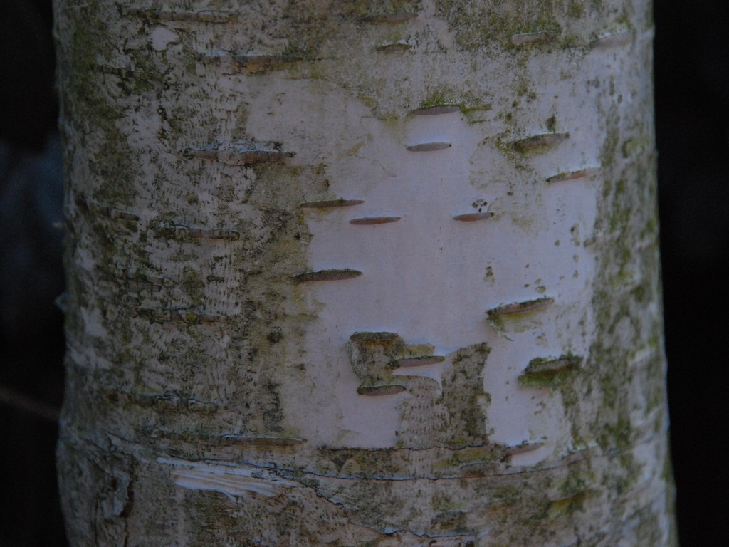 ʌssEVJo - ԁi3Bej - ʐ^f - ݃{