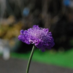 スカビオサ