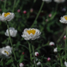 花かんざし