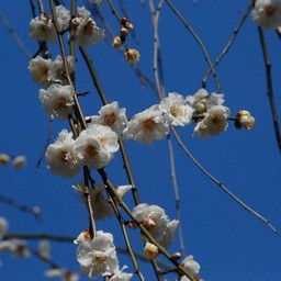ウメ