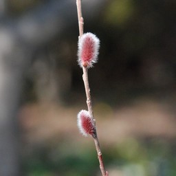 木