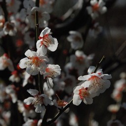ウメ