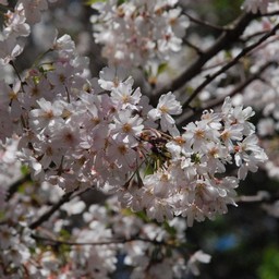 サクラ