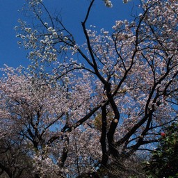 サクラ
