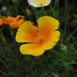 黄色の花