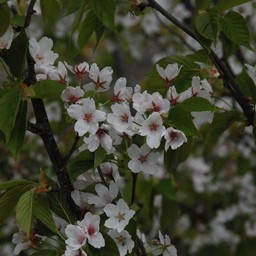 白い花