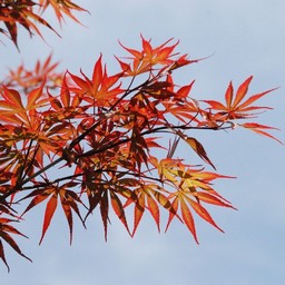 モミジ