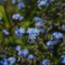 青い花