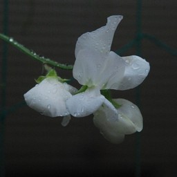 白い花