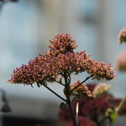 夕霧草