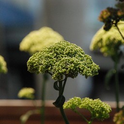 夕霧草