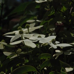 ヤマボウシ