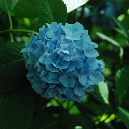 アジサイ