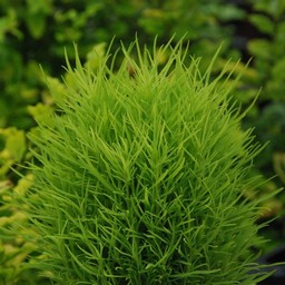 ホウキ草