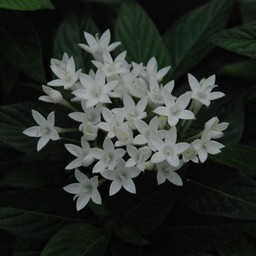 ペンタス