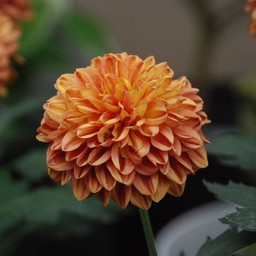 ポンポン菊