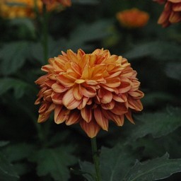 ポンポン菊
