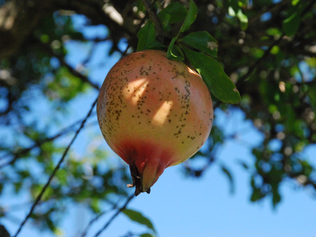 ʌssEUN - ԁi9Bej - ʐ^f - ݃{