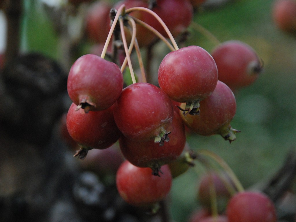 ʌssEqS - ԁi11Bej - ʐ^f - ݃{